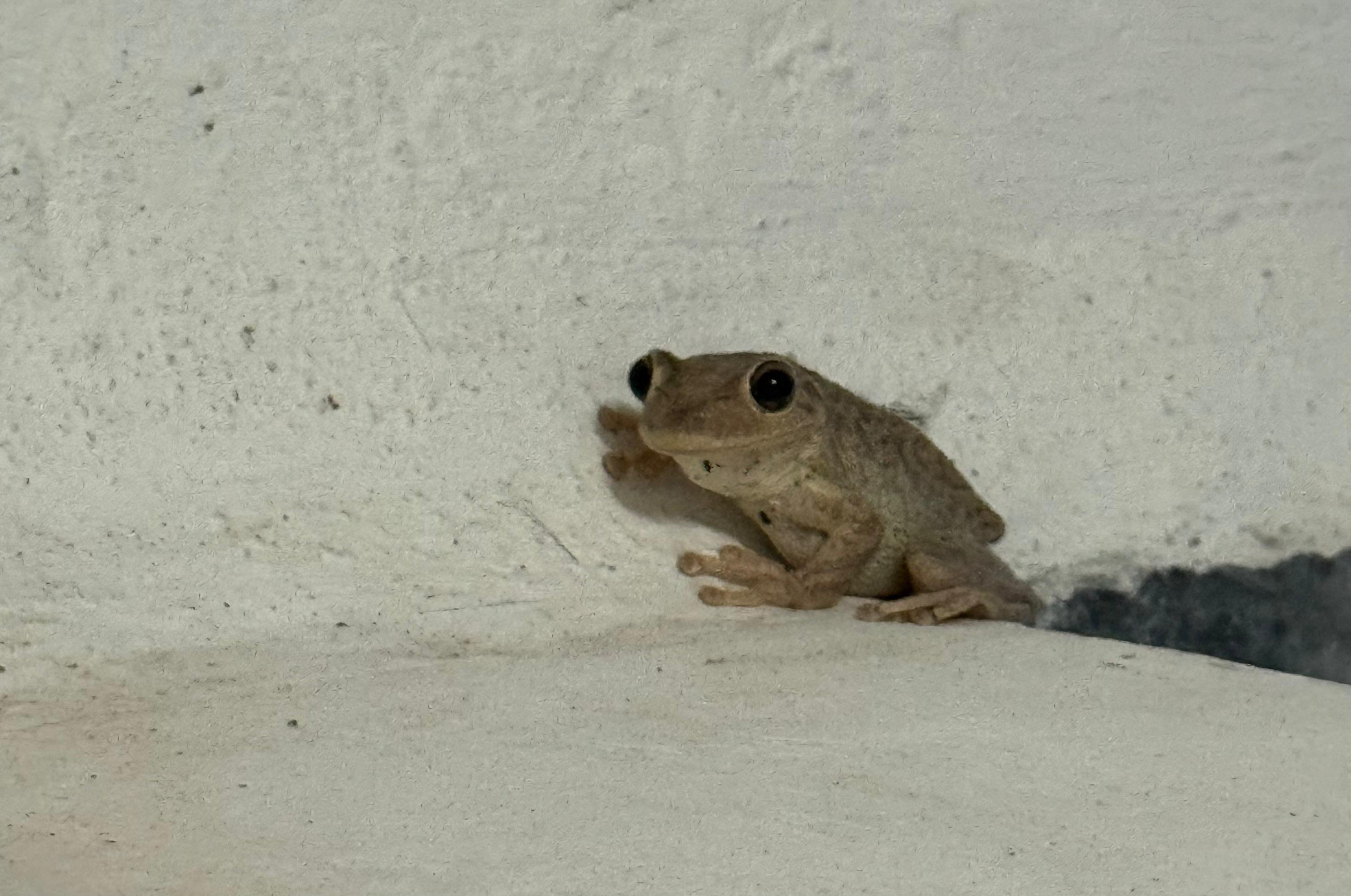 Cute looking Cuban frog